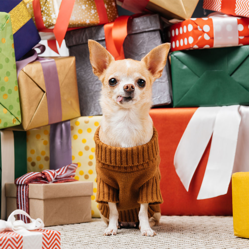 Image of a cute dog in a sweater with holiday presents behind