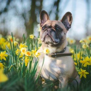 Dog Tips for Spring