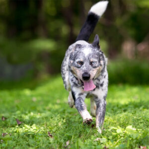 Photo of a dog running across the grass