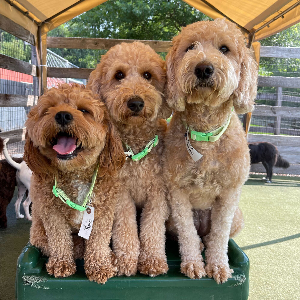 photo of three brown dogs riding on a chair