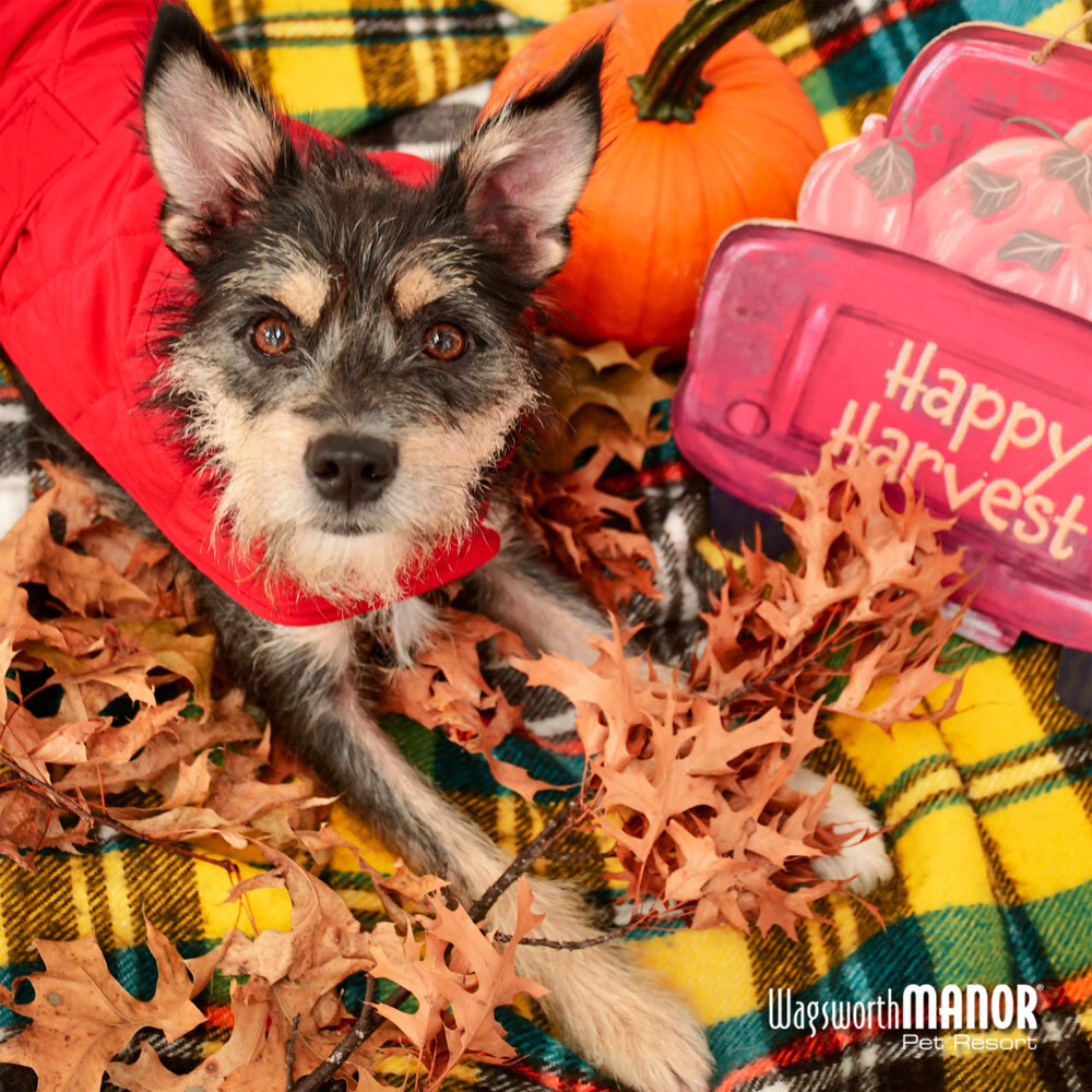 Image of a dog among fallen leaves