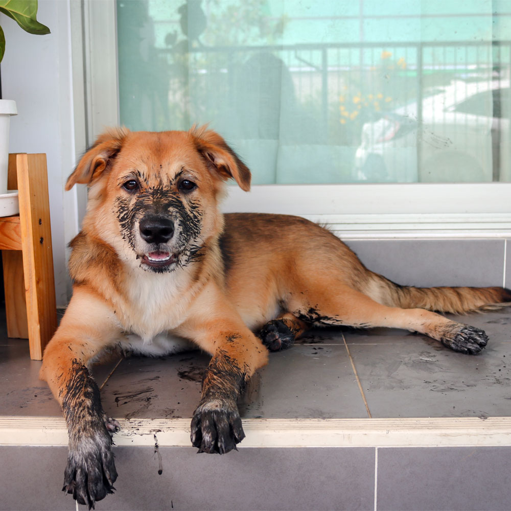 Image of a dog with muddy paws after digging