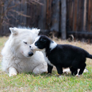 Picture of a puppy and an older dog meeting and playing