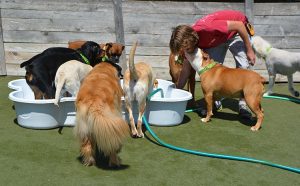 Daycare dogs playing in pools