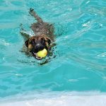Dog swimming with tennis ball in its mouth
