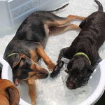 Dogs playing in a kiddie pool