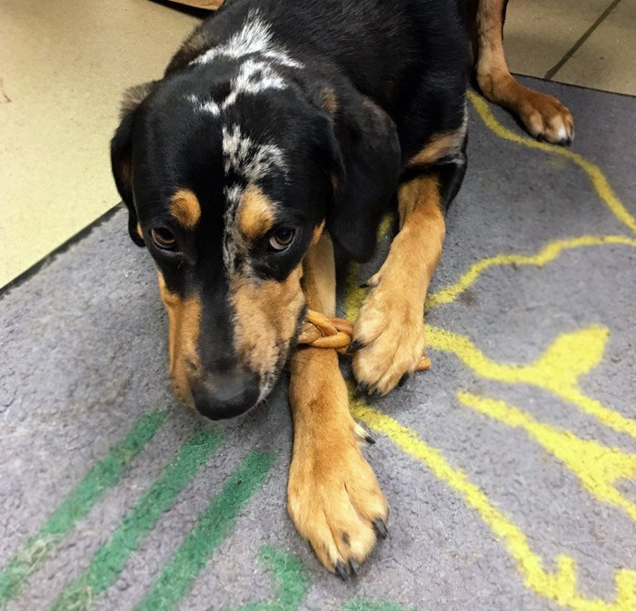 Why Does My Dog Chew On Blankets? Pet Side atelieryuwa.ciao.jp