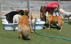Dogs playing in kiddie pools