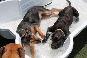 Two dogs playing together in a pool