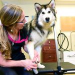 Dog getting its nails trimming