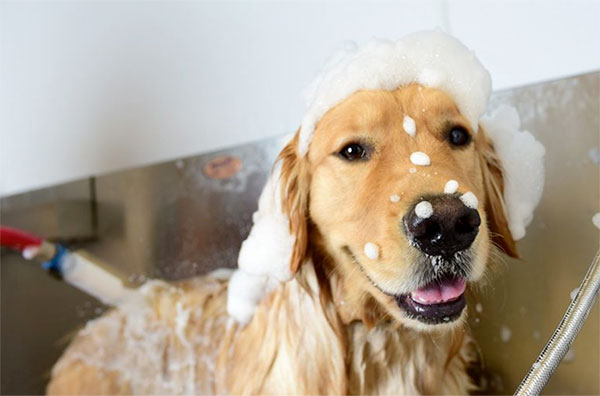 Dog getting a shampoo