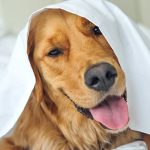 Happily groomed dog
