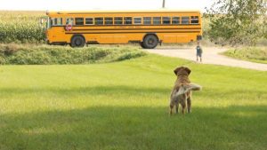 dog and schoolbus