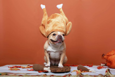 Dog with a turkey on it's head