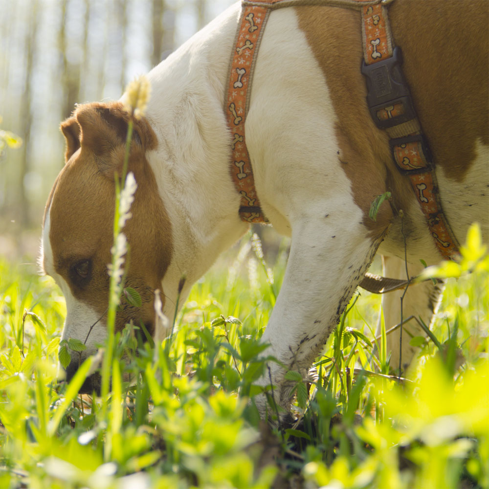 Image of a brown and white dog sniffing grass
