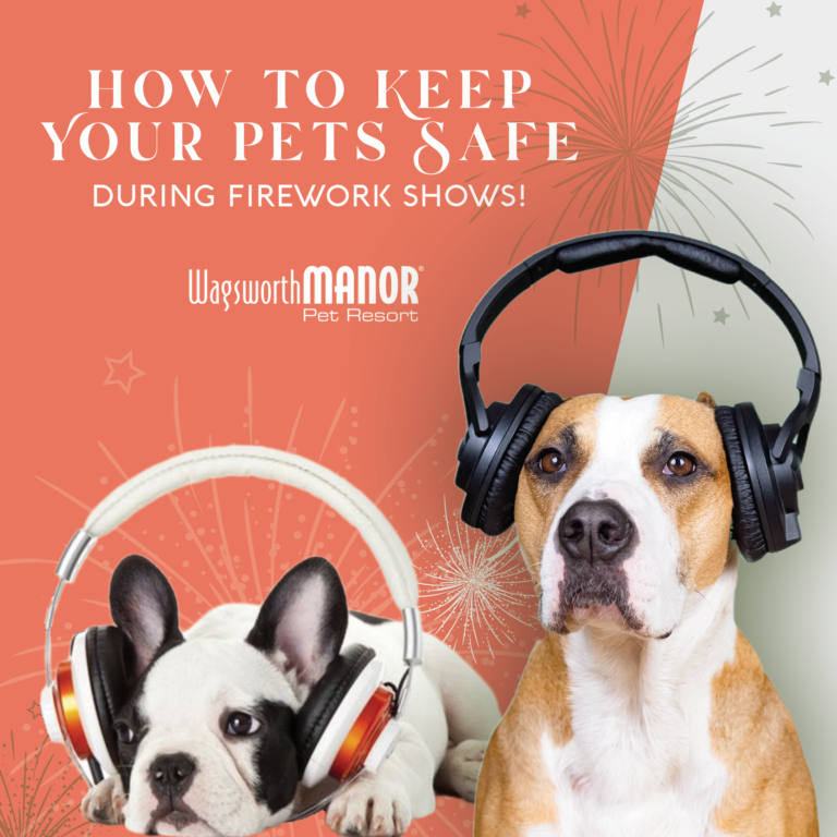 How to Keep Your Pet Safe During Firework Shows Wagsworth Manor Pet