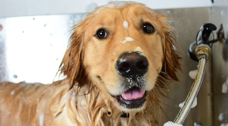 grooming grooming
