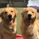 WM-Pet-Resort-Dog-Daycare-Interior-Photo-Test-1
