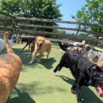 WM-Pet-Resort-Dog-Daycare-Interior-Photo-Test-2