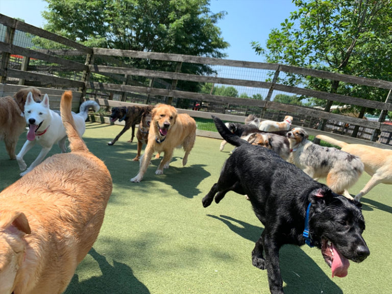 Dog Daycare in Malvern PA & Philadelphia Main Line | Wagsworth Manor