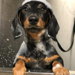WM-Pet-Resort-Dog-Grooming-Interior-Photo-Test-2