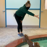 WM-Pet-Resort-Dog-Swimming-Interior-Photo-Test-1