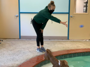 WM-Pet-Resort-Dog-Swimming-Interior-Photo-Test-1