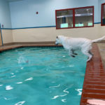 WM-Pet-Resort-Dog-Swimming-Interior-Photo-Test-2