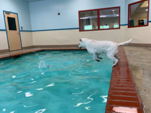 WM-Pet-Resort-Dog-Swimming-Interior-Photo-Test-2
