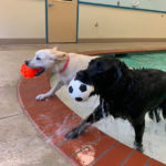 WM-Pet-Resort-Dog-Swimming-Interior-Photo-Test-4