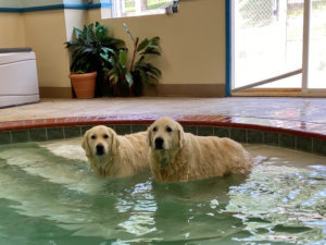 WM-Pet-Resort-Dog-Swimming-Interior-Photo-Test-5