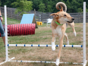 WM-Pet-Resort-Dog-Training-Interior-Photo-Test-10