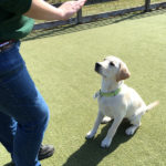 WM-Pet-Resort-Dog-Training-Interior-Photo-Test-6