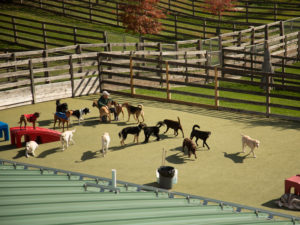 WM-Pet-Resort-Homepage-Dog-Daycare-Photo-Test-1