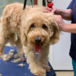 WM-Pet-Resort-Homepage-Dog-Grooming-Photo-Test-1