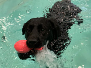 WM-Pet-Resort-Homepage-Dog-Swimming-Photo-Test-1