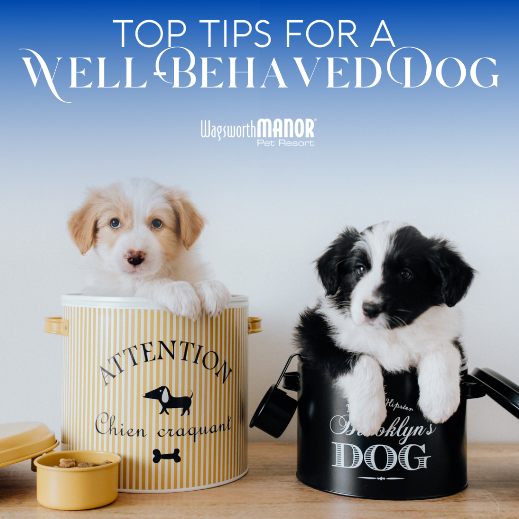 WMPR-Blog-Tips-For-Well-Behaved-Dogs