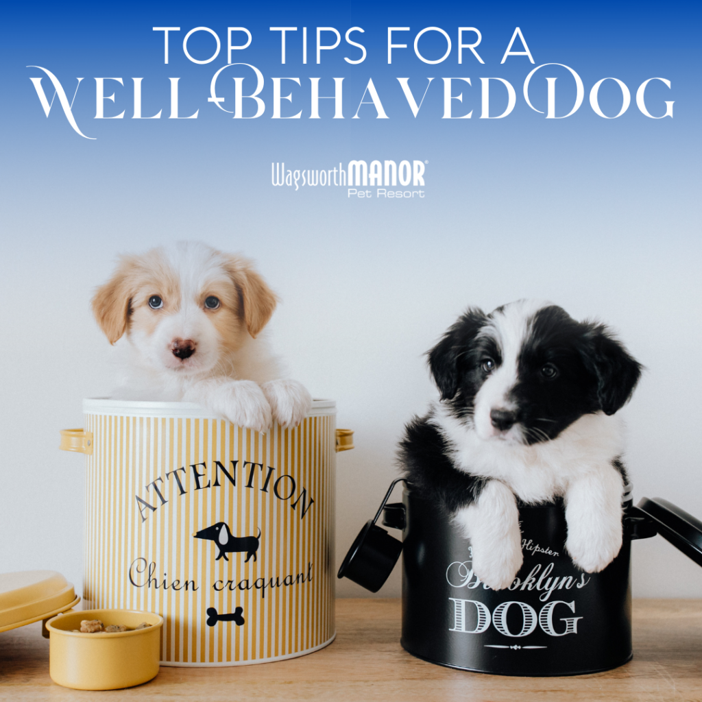 https://wagsworthmanor.com/wp-content/uploads/2021/01/WMPR-Blog-Tips-For-Well-Behaved-Dogs-1024x1024.png