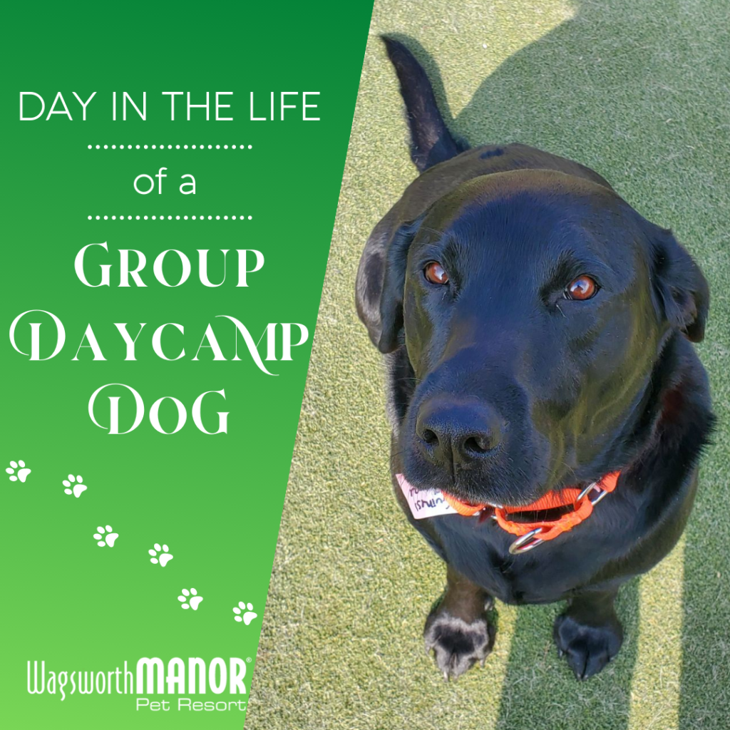 WMPR-Blog-Day-In-the-Life-of-a-Daycamp-Dog
