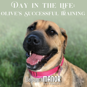 Photo of Olive, a Wagsworth Manor Pet Resort dog used for the Day in the Life Dog Training blog post
