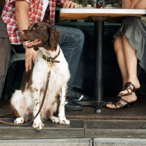 Photo of a dog on a restaurant patio