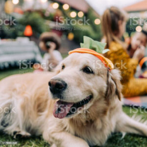 A photo of a golden retriever festively dressed for Fall Activities in Main Line PA