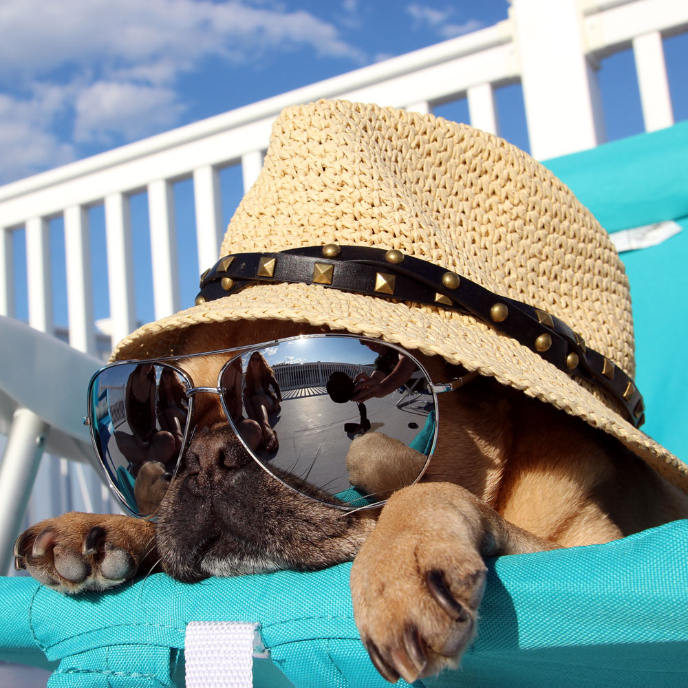 Photo of a dog in vacation mode, with hat and sunglasses on