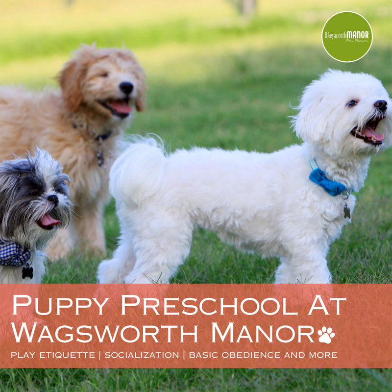 Puppy Preschool at Wagsworth Manor