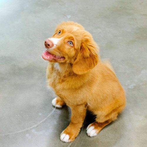 Image of a puppy sitting down