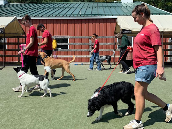 Image of multiple dog daycare team members exercising dogs