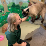 Image of a cat boarding team member playing with a cat