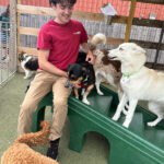 Image of a dog daycare team member playing with a group of dogs