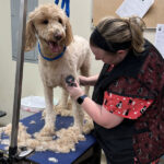 WM-Pet-Resort-Dog-Grooming-Rachel-Image