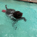 Image of a black dog swimming